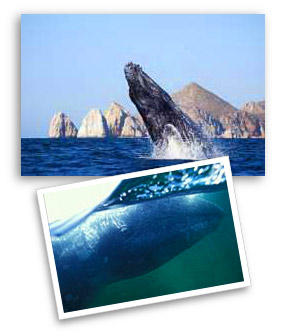 whale watching cabo san lucas